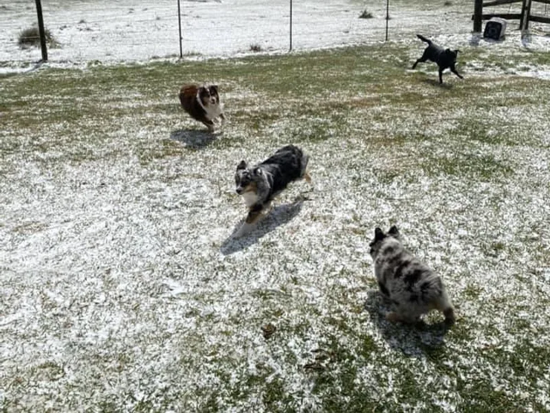 4M Australian Shepherds photo 1