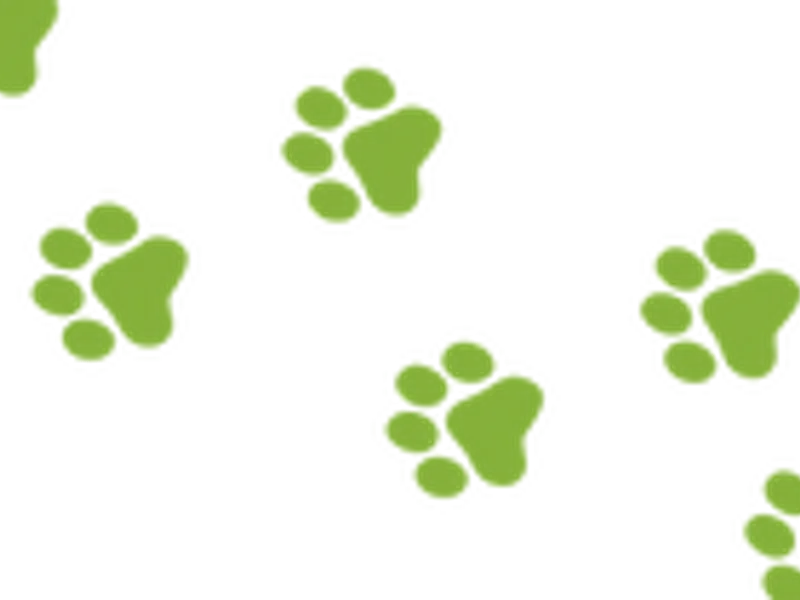 4PetsakeCoons photo 1