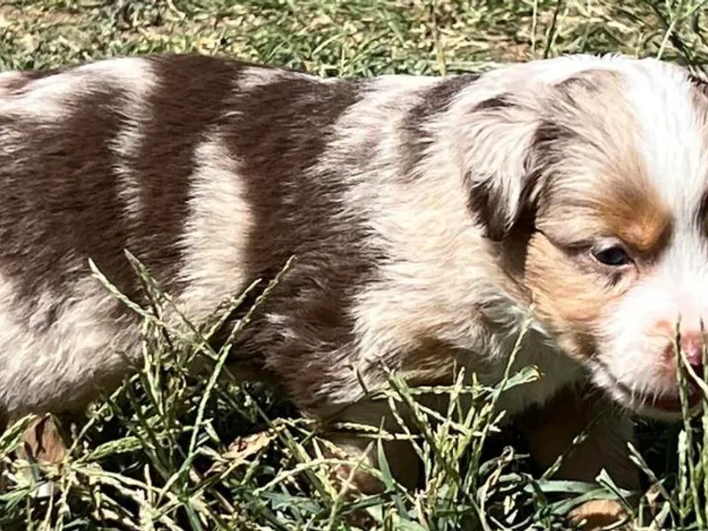 4R Aussies &amp; Tiny Paws