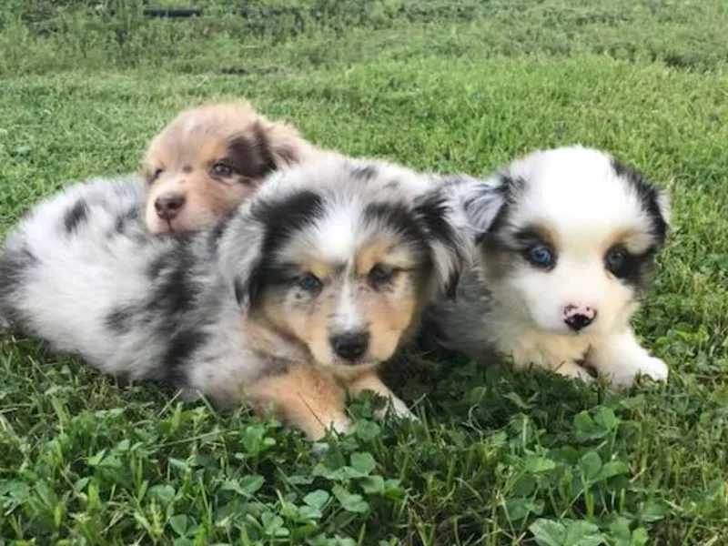 4T Toy and Mini Australian Shepherds