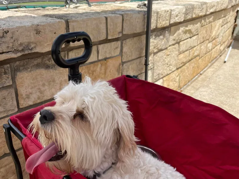 4W’s F2 Cockapoos photo 1