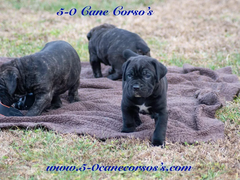 5-0 Cane Corso