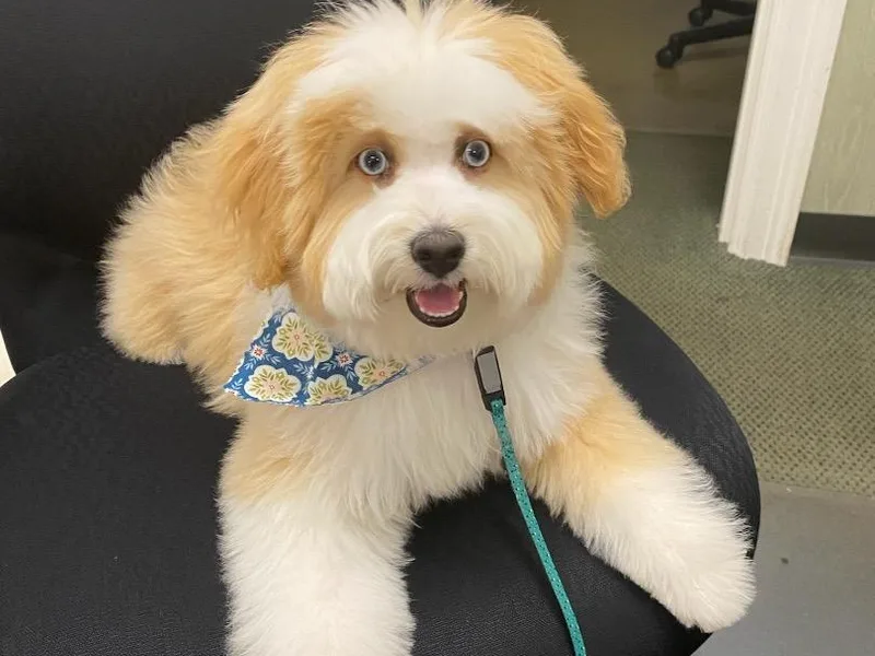 5 Cent Doodle Dogs photo 1