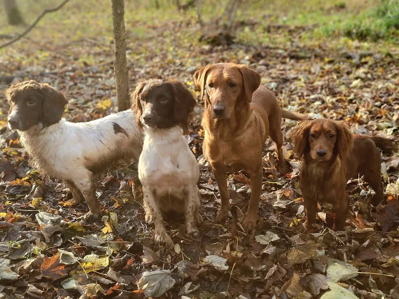 5☆☆☆☆☆LICENSED BREEDER  photo 1