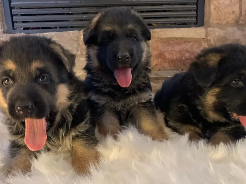 5 Star German Shepherds aka Martin Family German Shepherds
