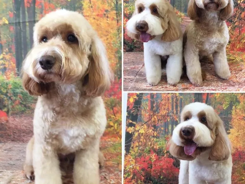  5 Star Higher Standards Licensed Breeder photo 1