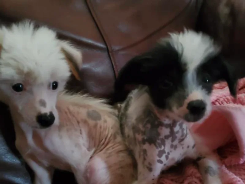 5 Star Kennel photo 1