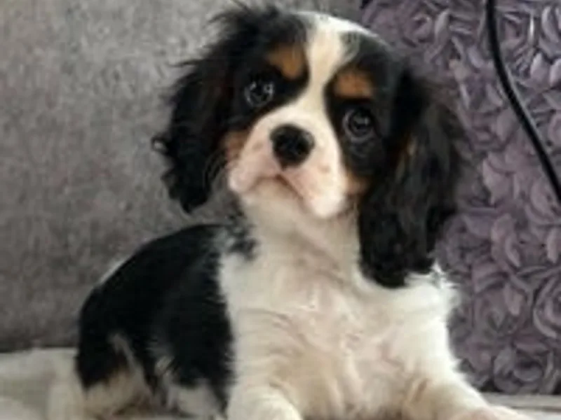 5 Star Licensed Breeder photo 1