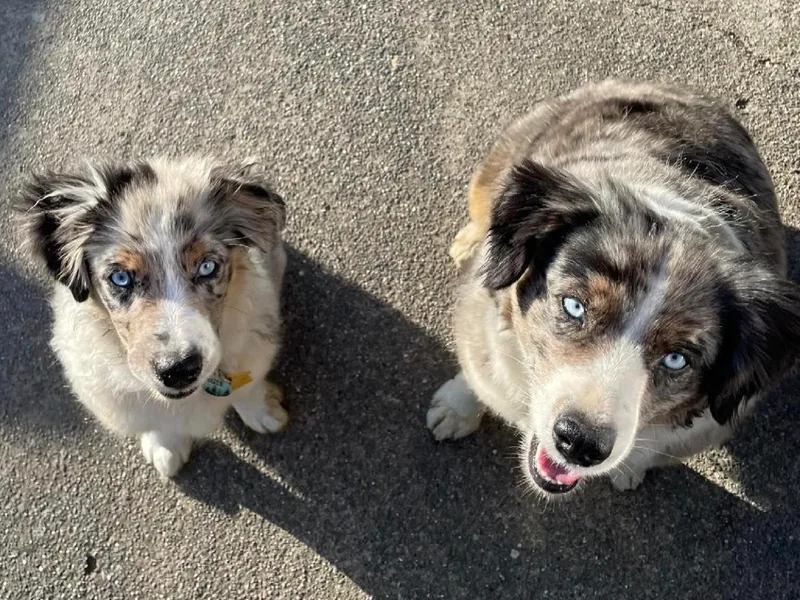 5 Star Mini Aussies photo 1