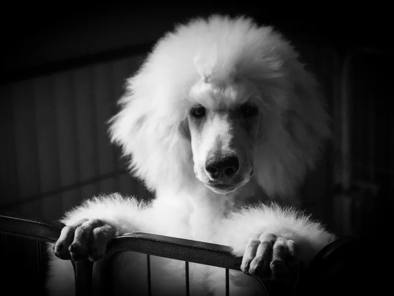 5-Star Poodles photo 1