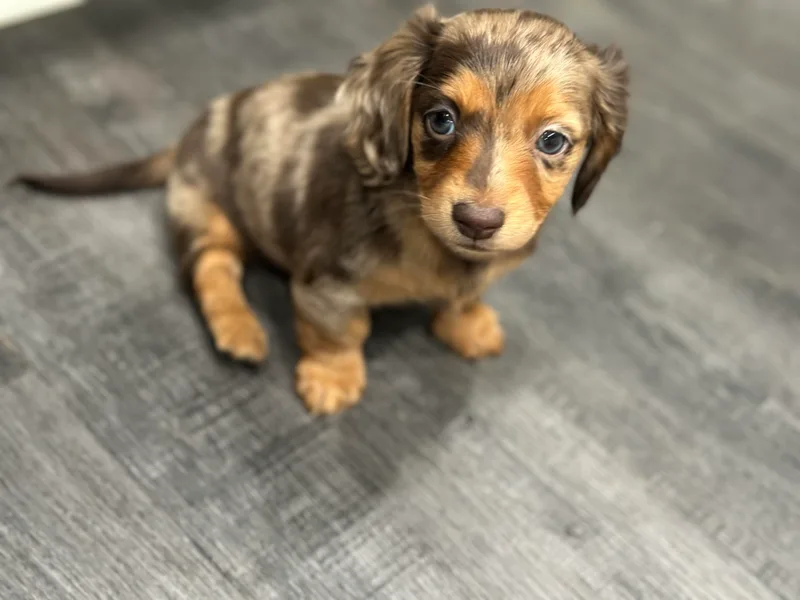 50 shades of dachshund