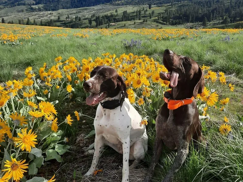 509 GSP Dogs