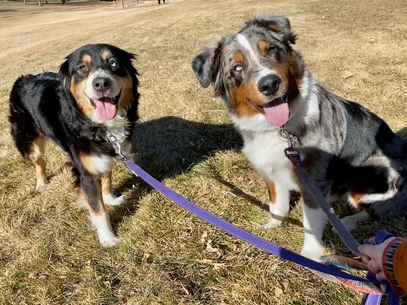 5280 Australian Shepherd