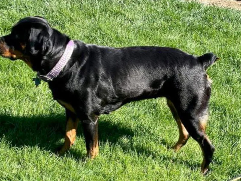 541Rottweilers photo 1