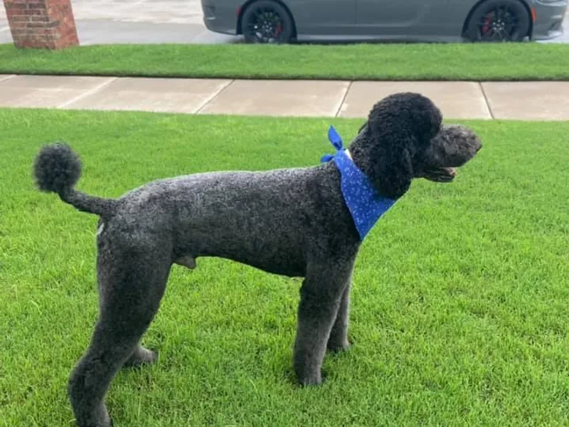 580 Poodles &amp; Doodles