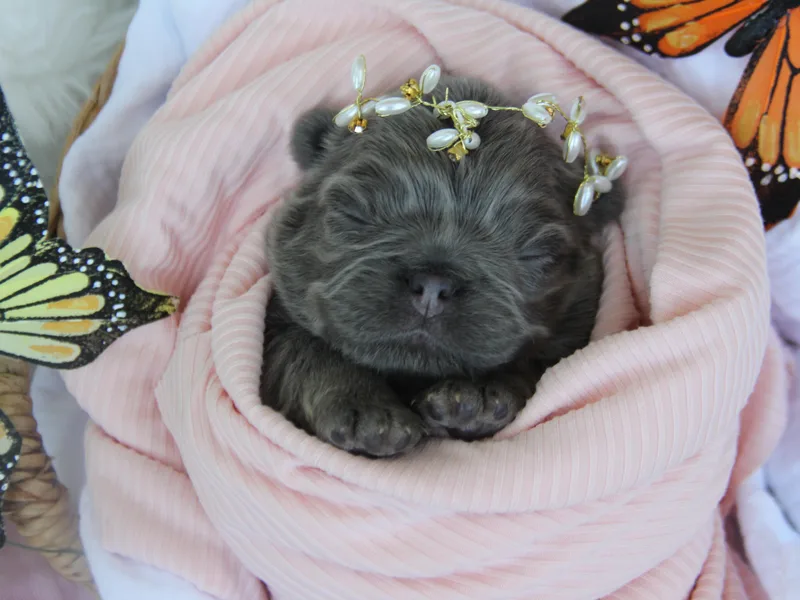5A Frenchies