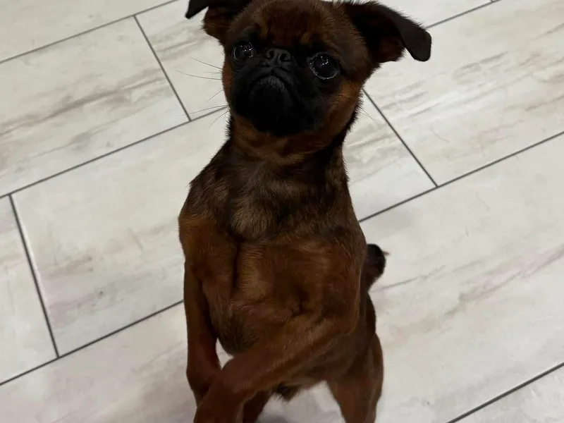 5C Brussels Griffons photo 1