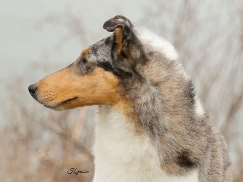 5C's Collies photo 1