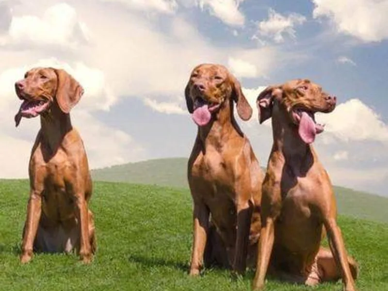 5Starr Vizsla photo 1