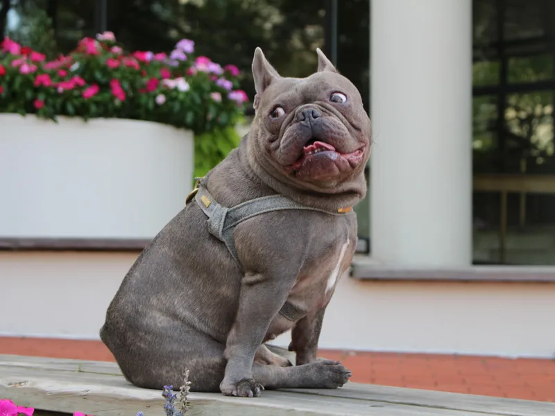 5th Avenue French Bulldogs