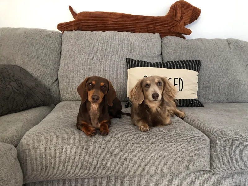 626 Dachshund