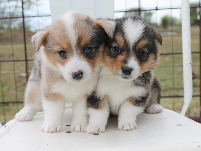 6B Buchanan Corgi’s