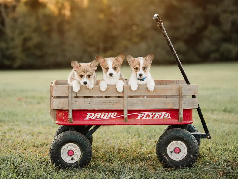6g Ranch Corgis