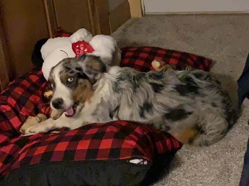 6J Aussies Australian Shepherds