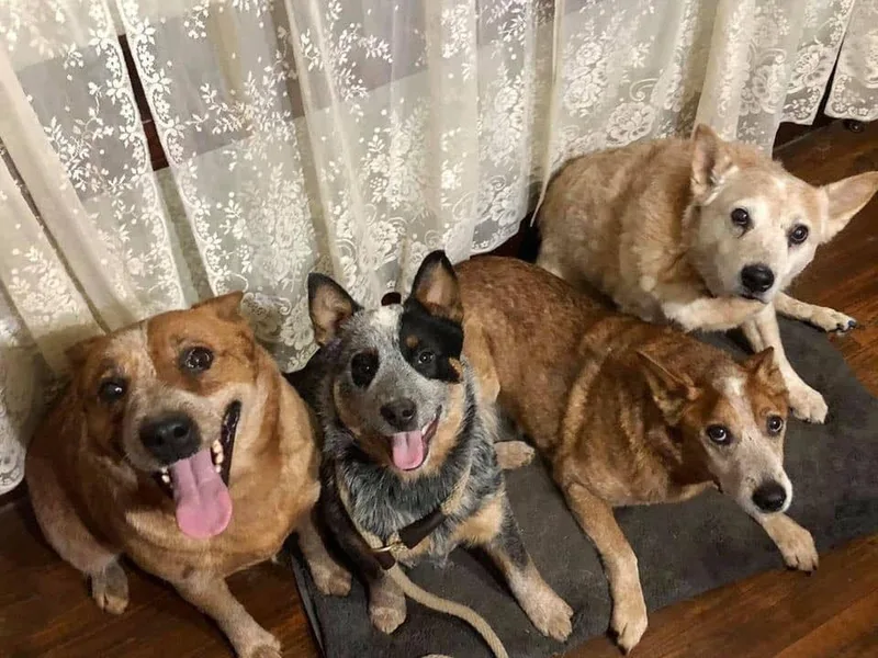 6pk Cattledogs