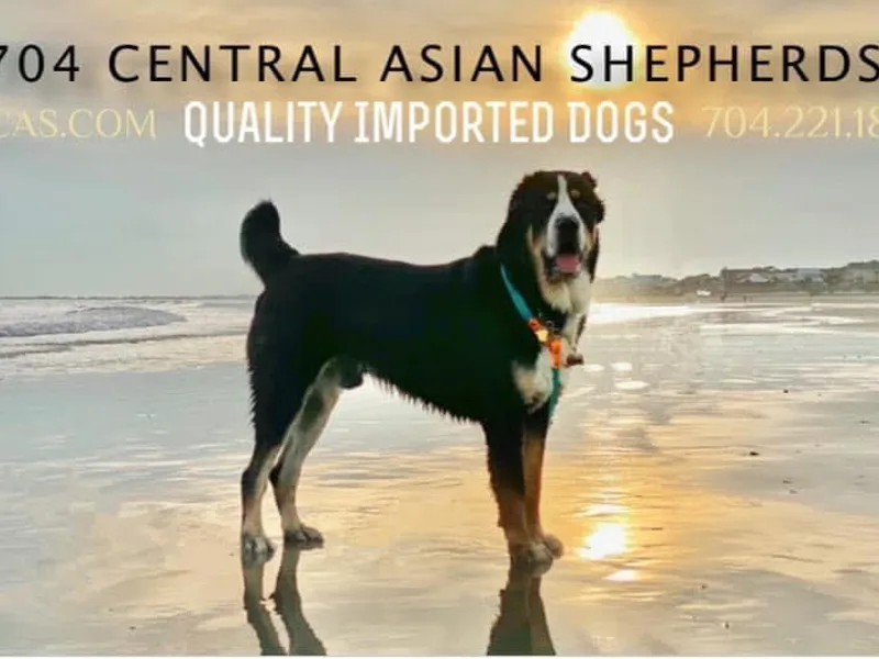 704 Central Asian Shepherds