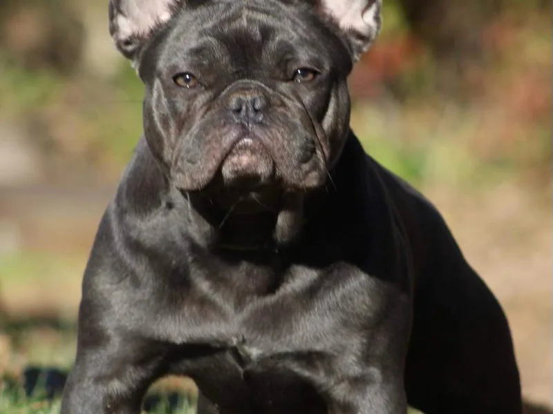 715 Frenchies