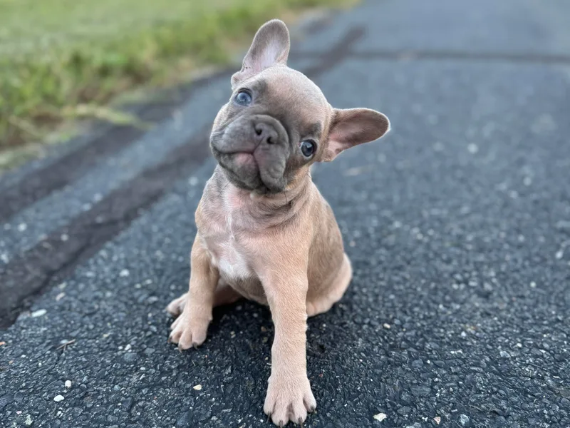 77 Frenchies Maryland