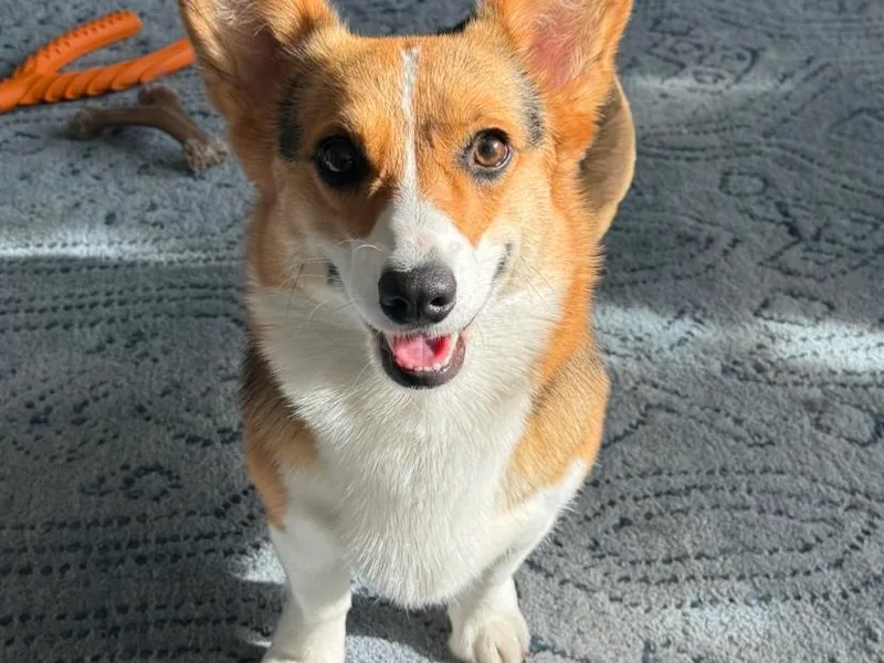 777 Corgis photo 1