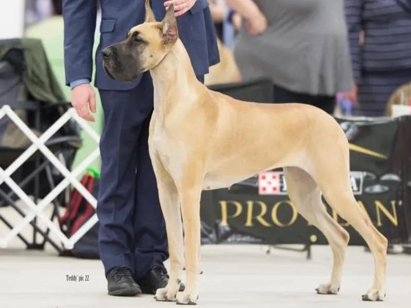 7Sisters Great Danes