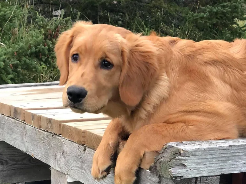 8 Mile Golden Retriever