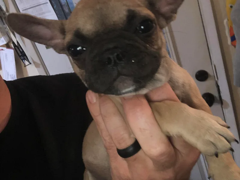 805 Founding Frenchies photo 1