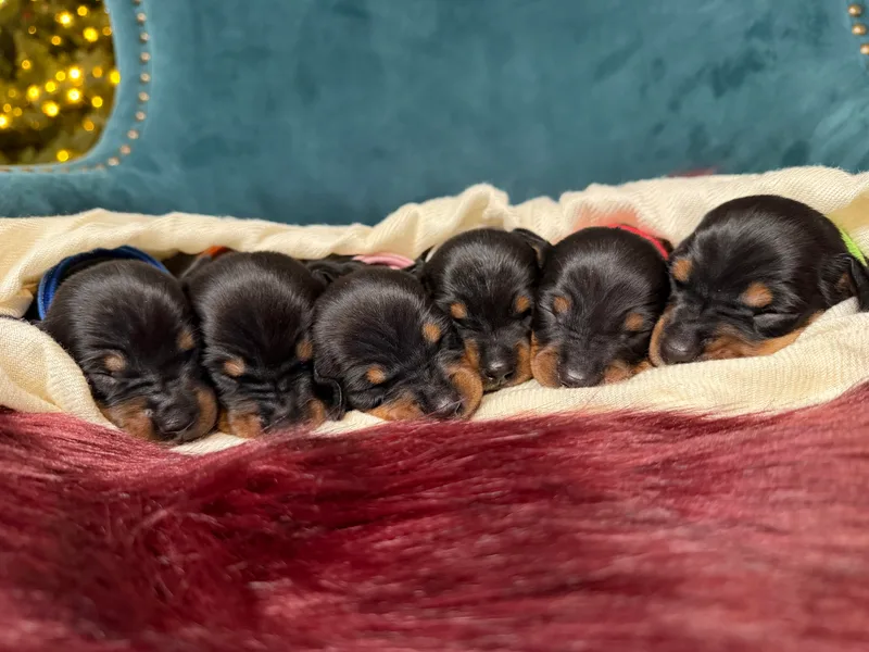 806 Mini Doxies