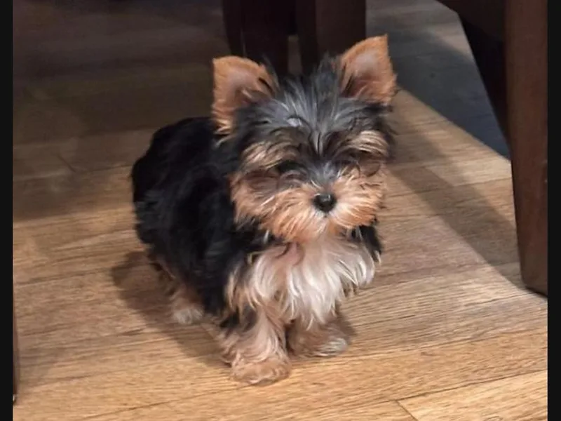 818 Yorkies