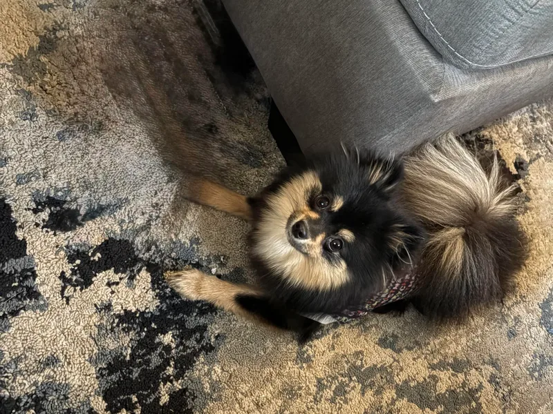 918 Pomeranians