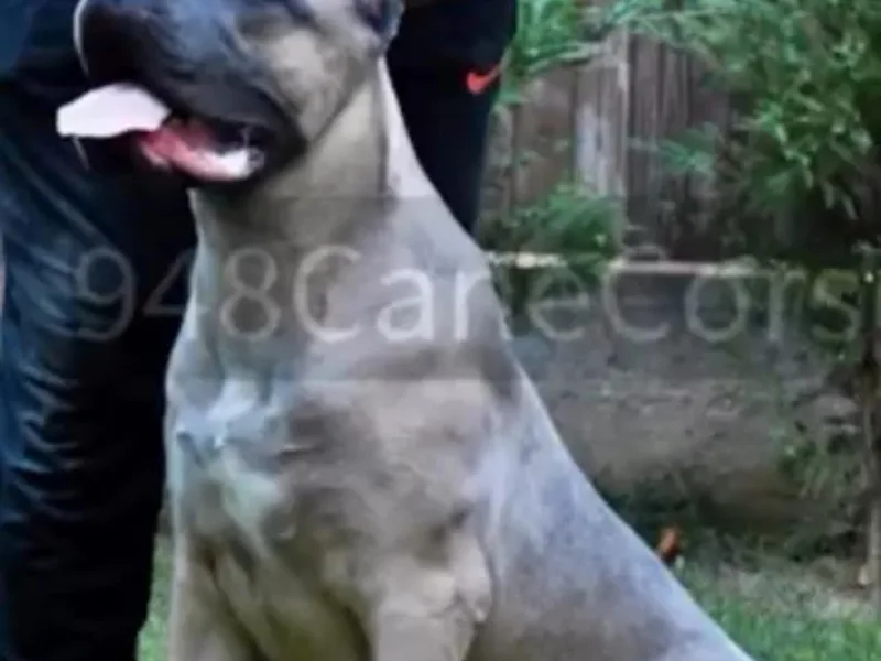 948 Cane Corso
