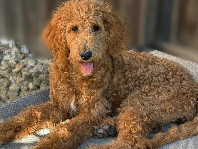 951Goldendoodles_ photo 1