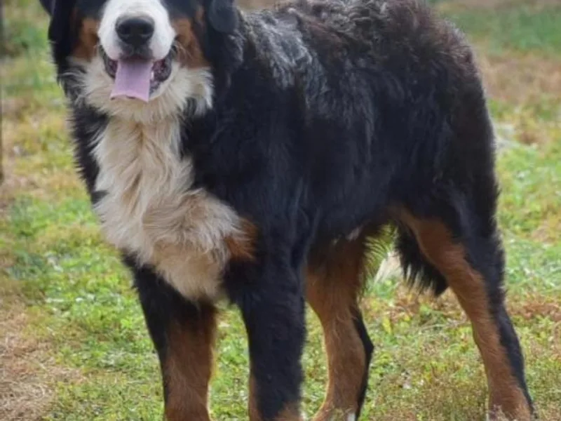 A&amp;A Greenwood Puppies