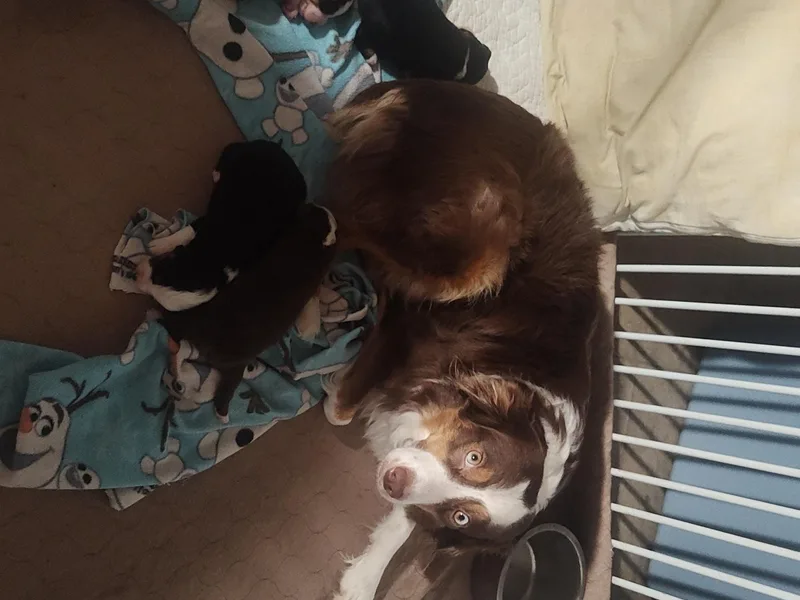 A&amp;A K9's photo 1