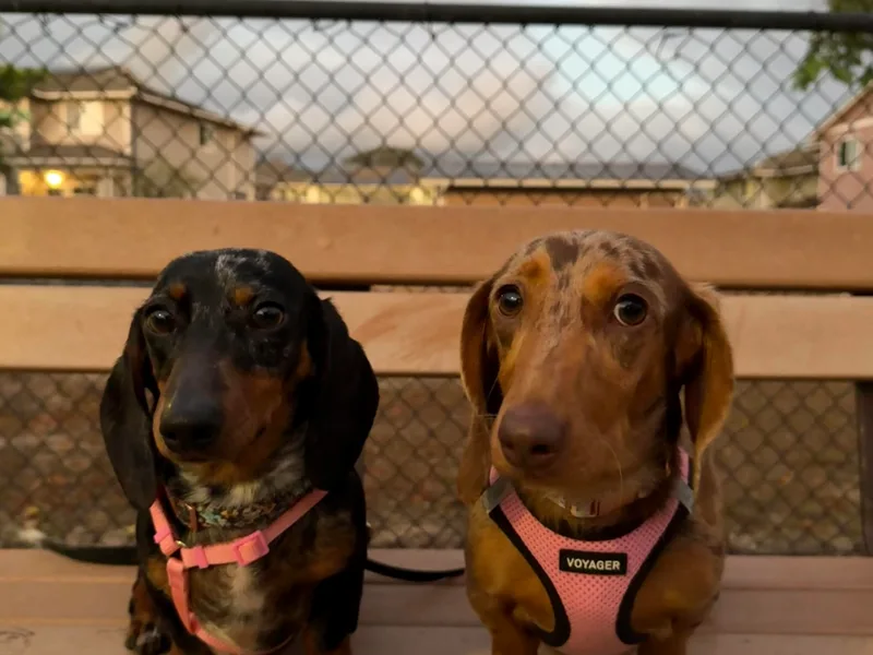 A&amp;A Mini Dachshunds photo 1
