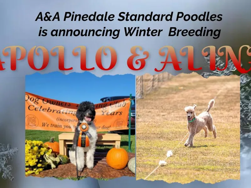 A &amp; A Pinedale Standard Poodles