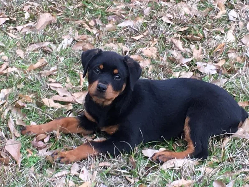 A &amp; A Rottweilers