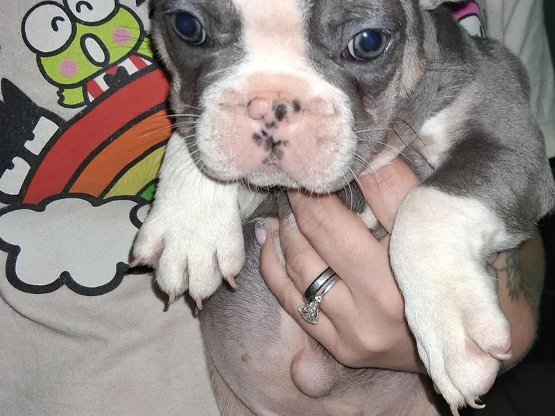 A&amp;B 4ever Frenchies