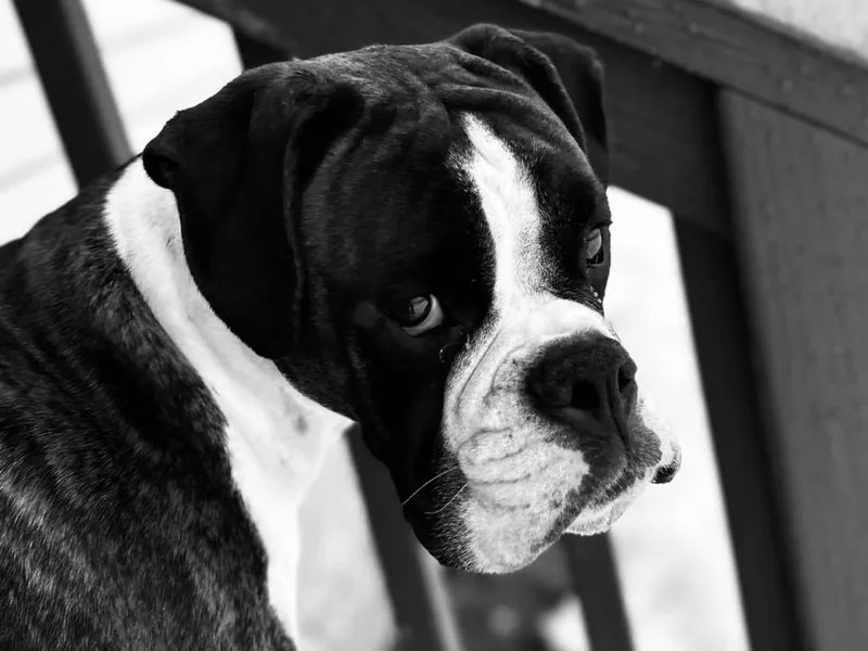 A&amp;B Euro Boxers, LLC