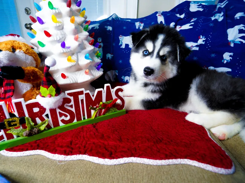 A&amp;C Siberian Huskies