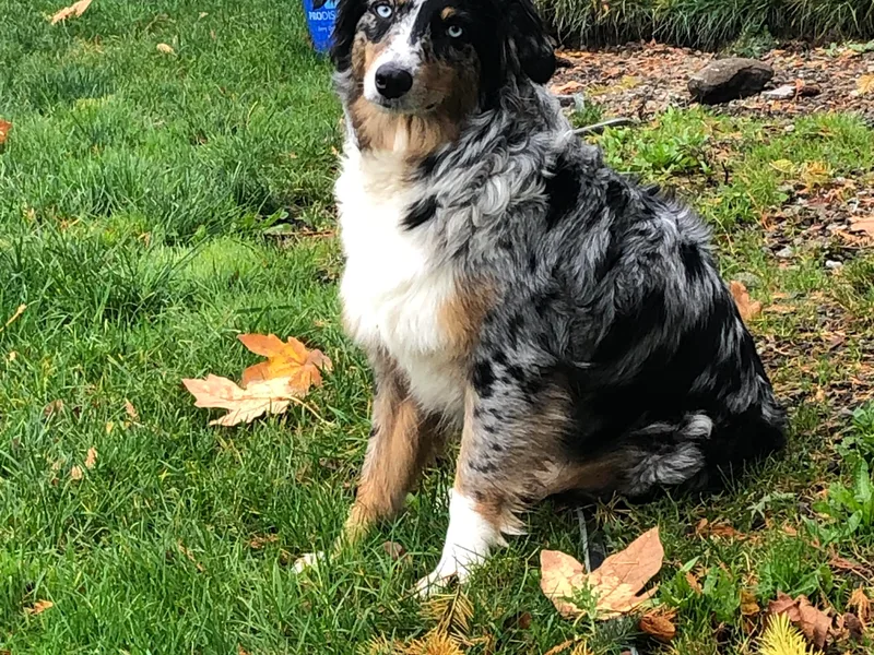 A&amp;D Australian Shepherds